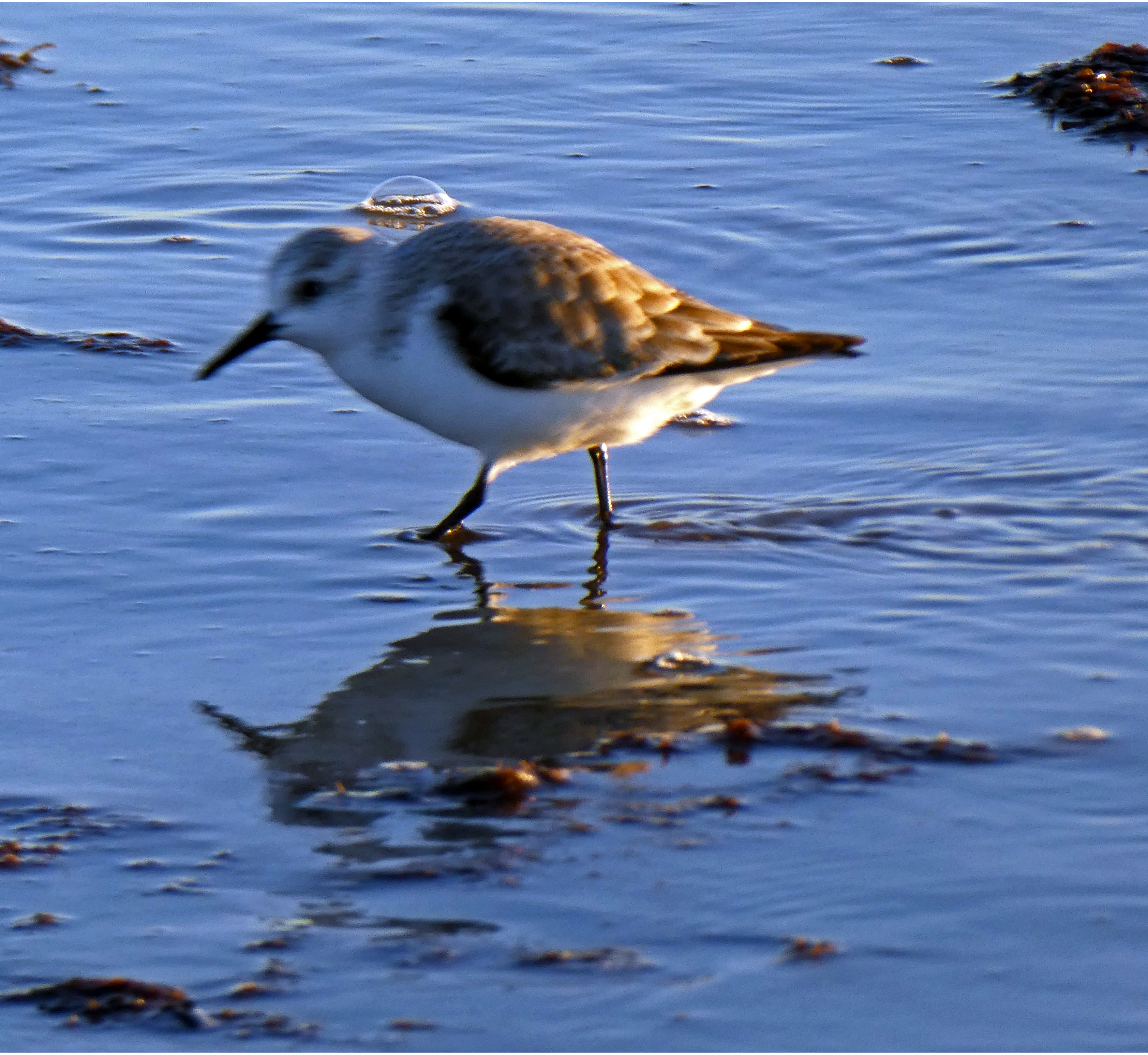 Sandpiper