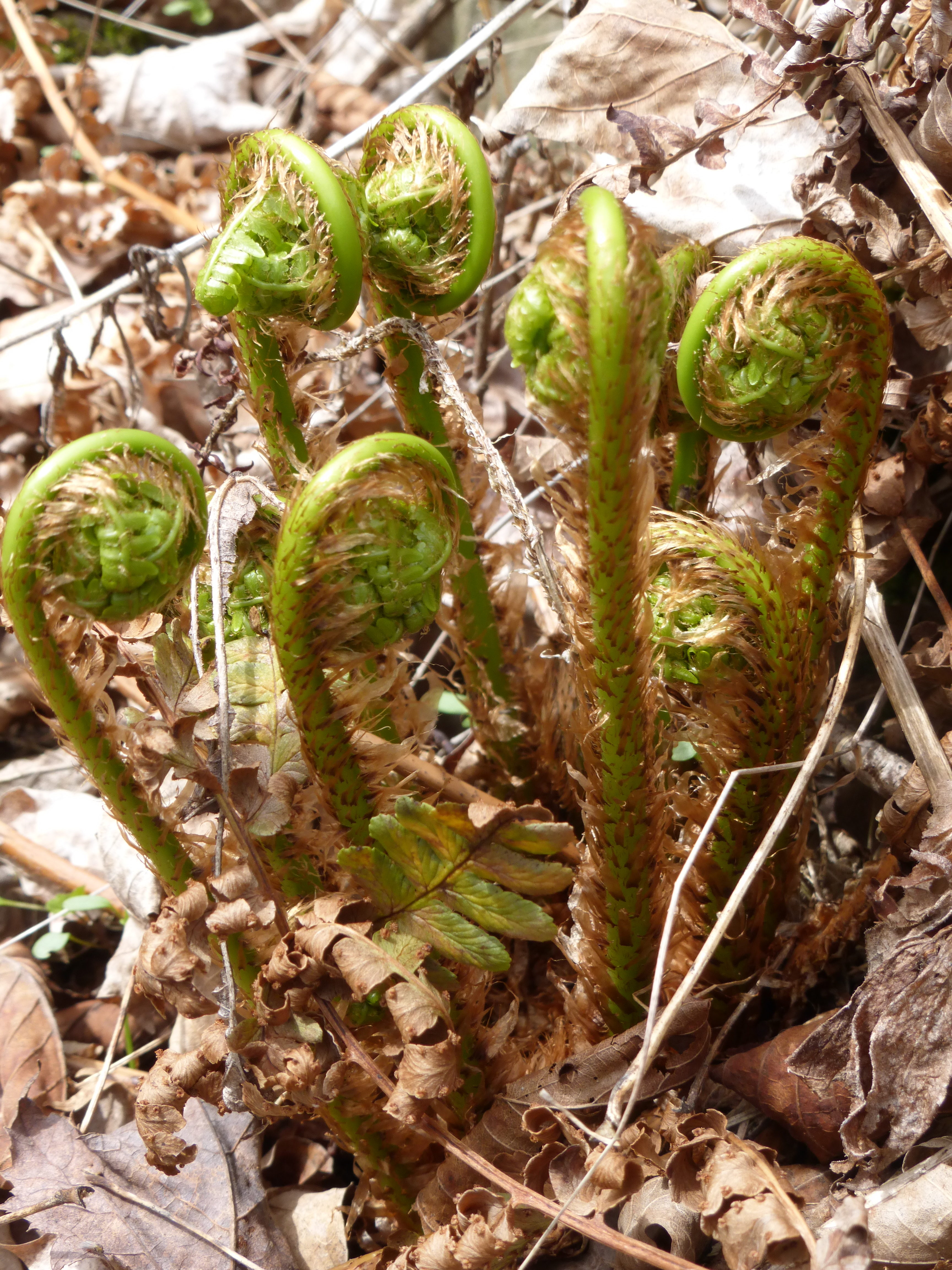 Fiddleheads