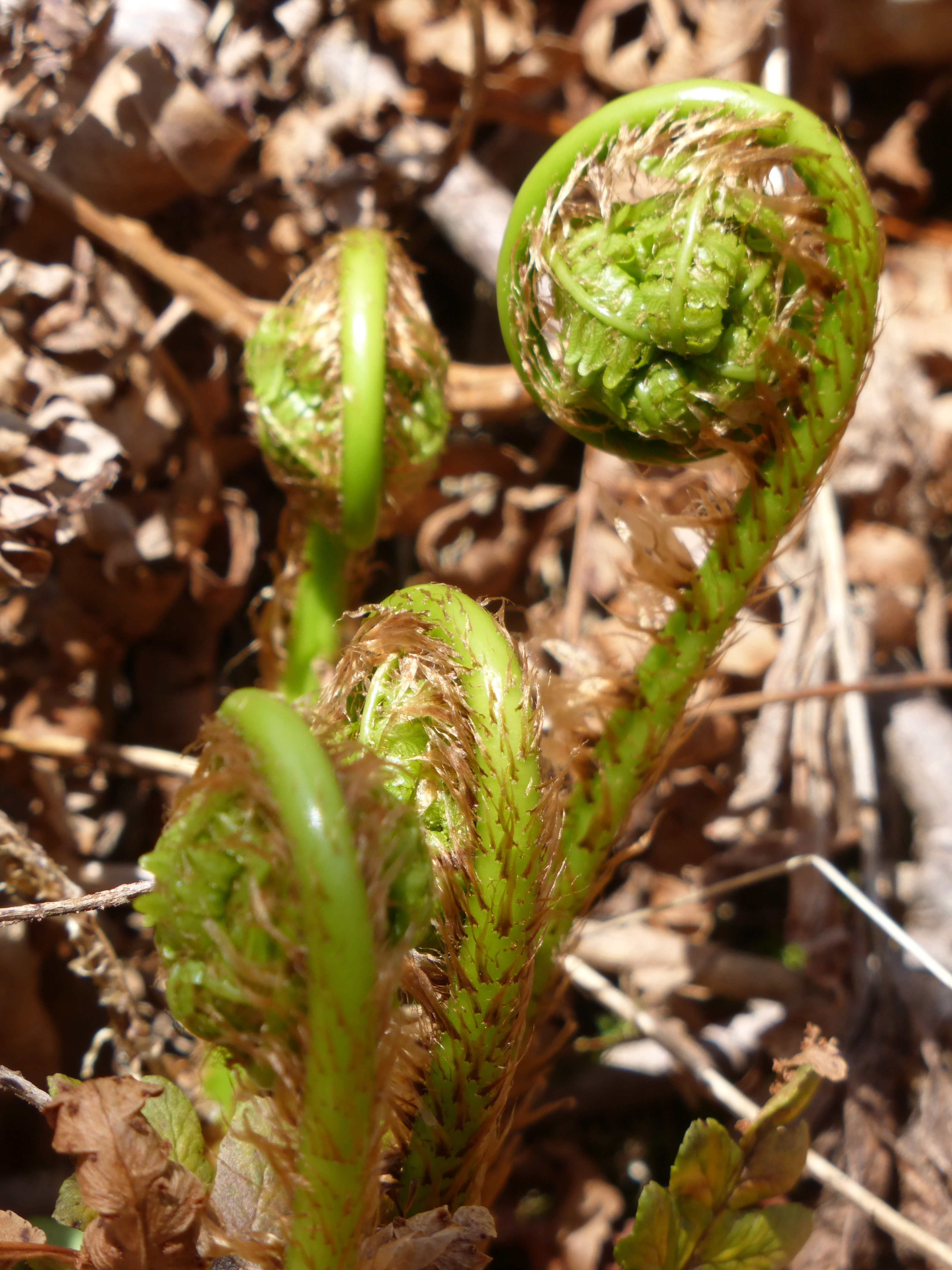 Fiddlehead Up Close