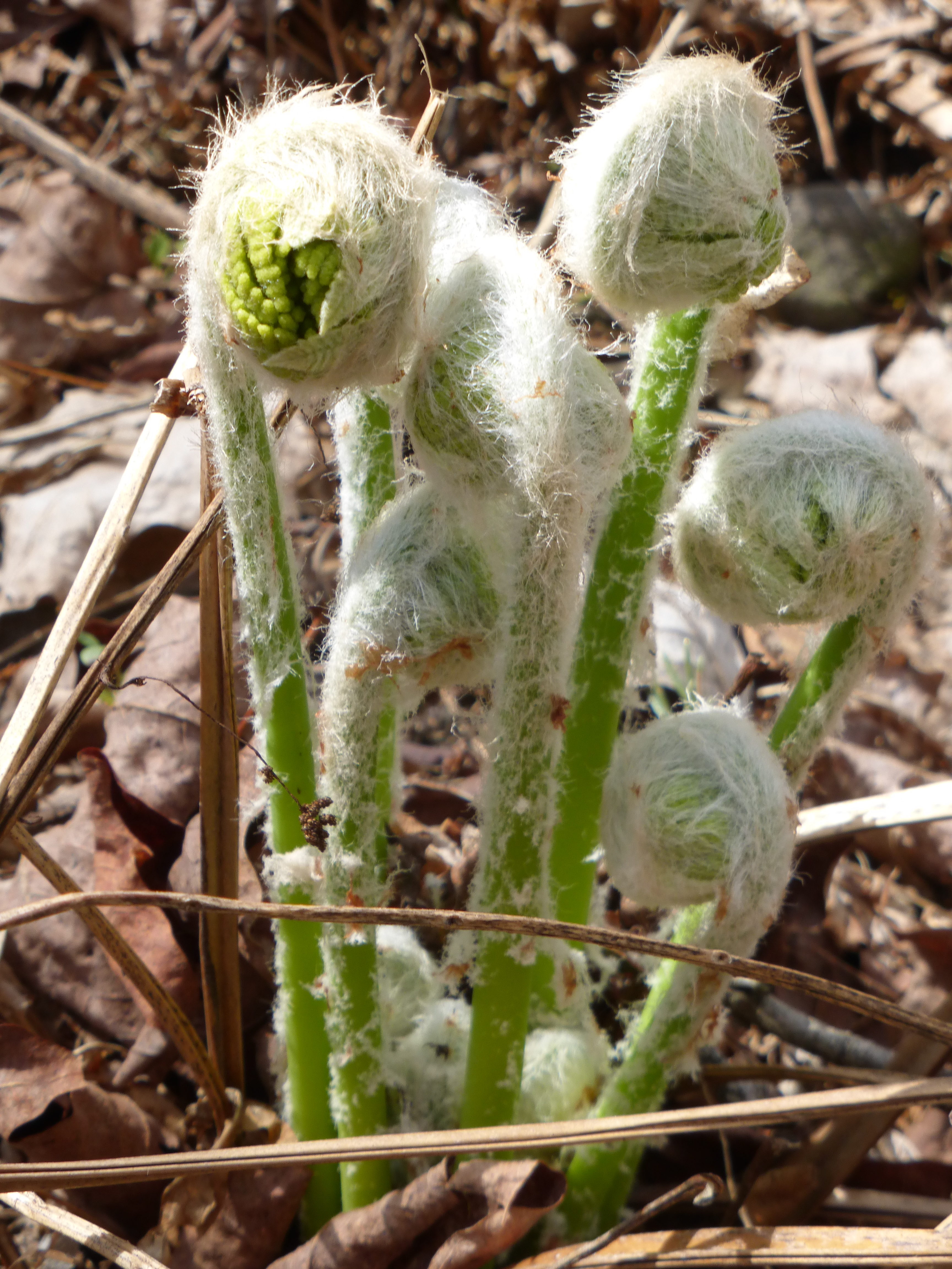 Fuzzy Fiddleheads