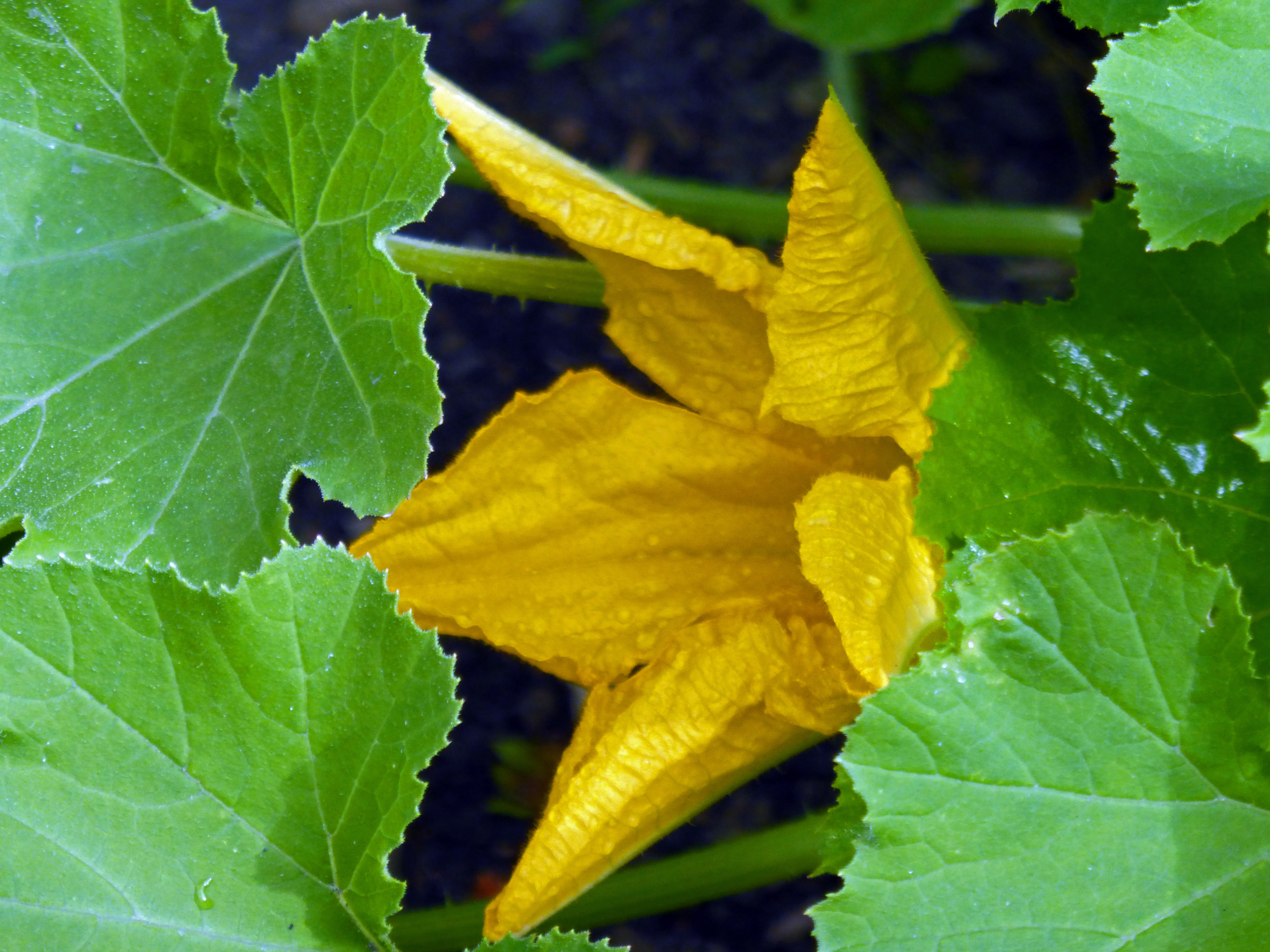 Emerging Flower