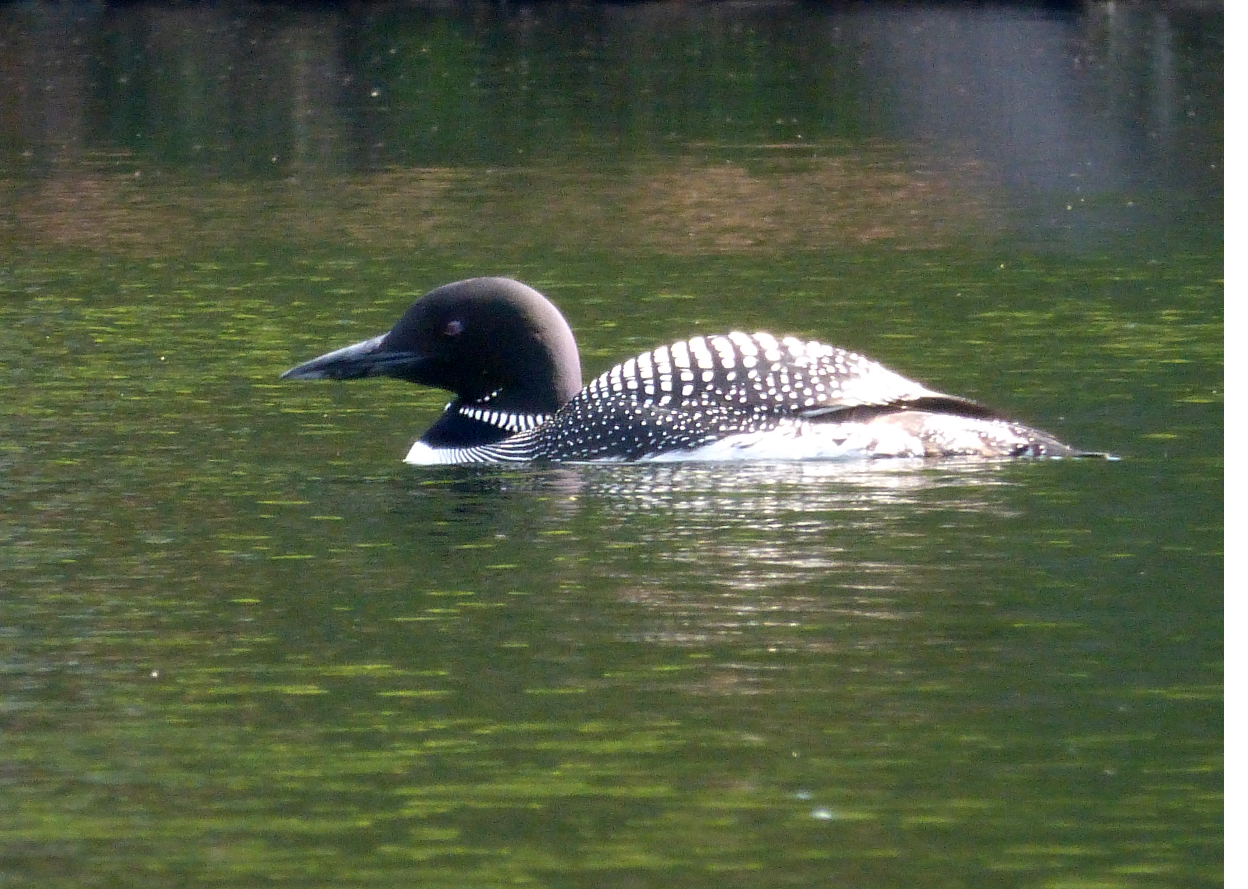 Loon