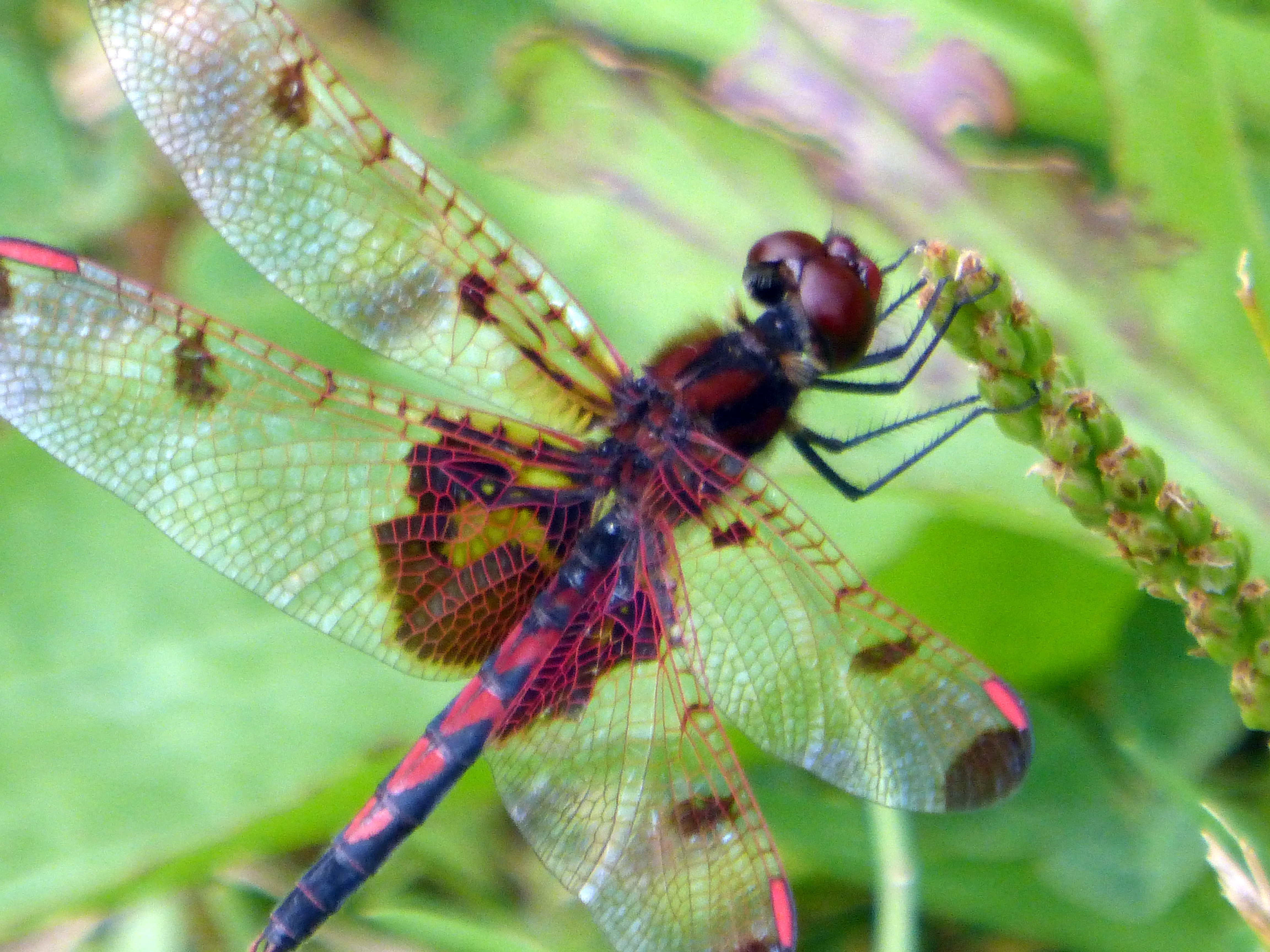 Dragonfly 2