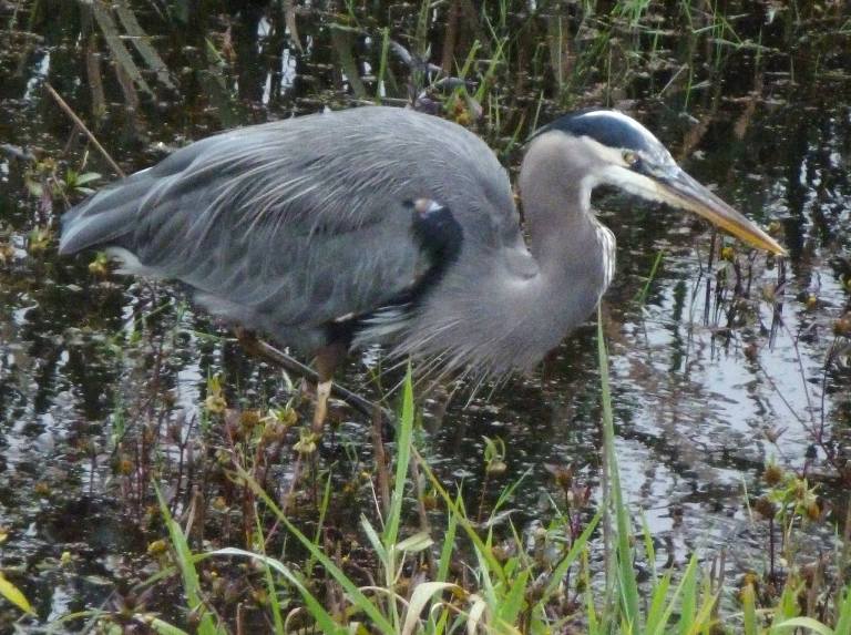 blue-heron