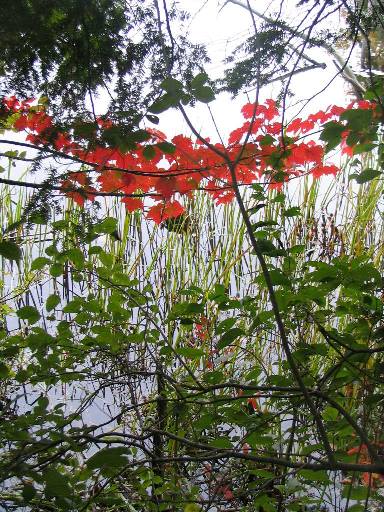 red-leaves